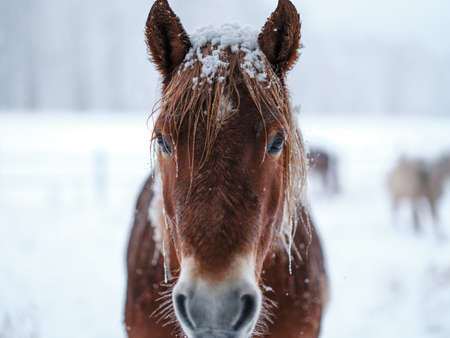 dosanko horse in winter pastureの写真素材