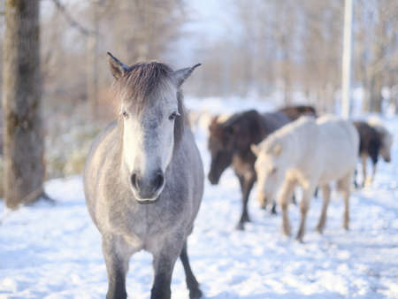 horse group in winter hokkaidoの写真素材