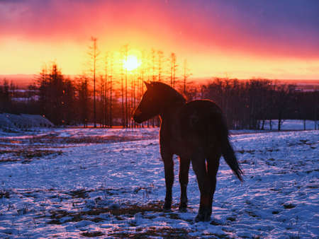 horse and sunrise in hokkaido
