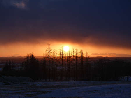 sunrise and windproof forest in winterの写真素材