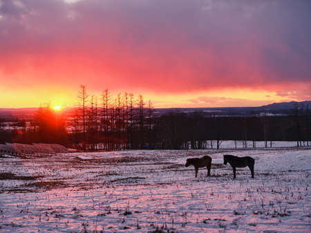 horse and sunrise in hokkaidoの写真素材