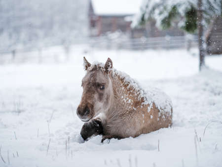 horse in winter pastue hokkaidoの写真素材