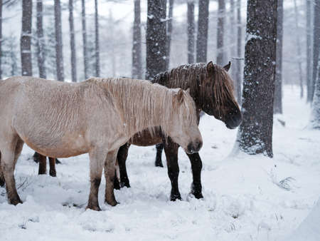 dosanko horse in winter pastureの写真素材