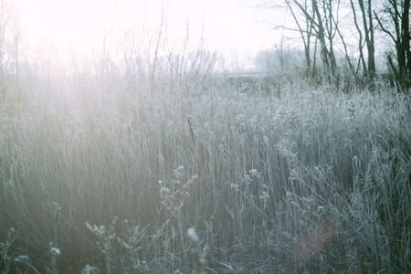 dead grass in winter hokkaido