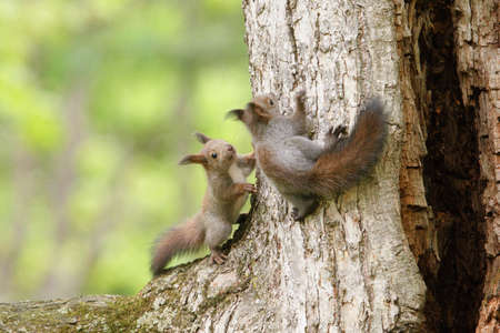 Squirrel brothers on the treeの写真素材