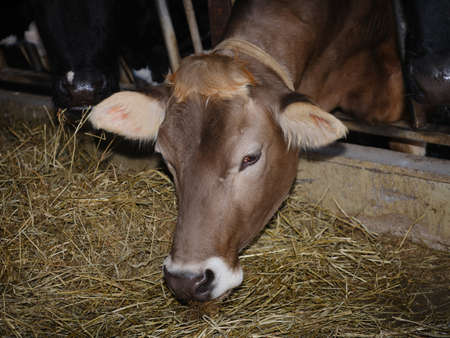 cattle in barn hokkaido japan