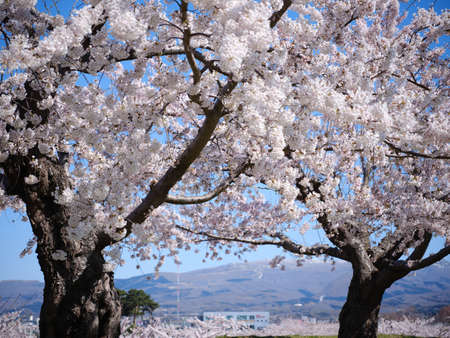 someiyoshino cherry blossoms in japanの写真素材