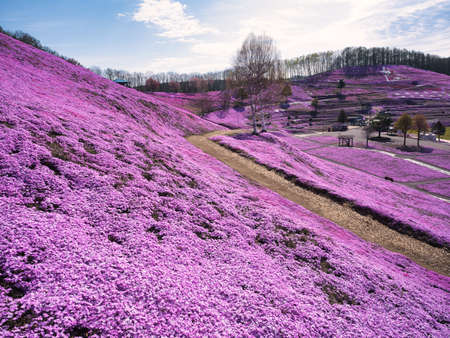 Moss phlox in spring hokkaidoの写真素材