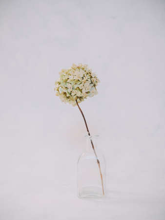 Dried white hydrangea flowers on tableの写真素材