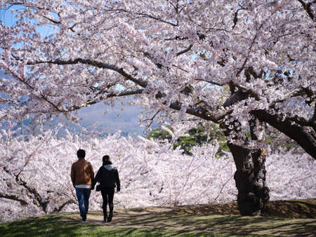 someiyoshino cherry blossoms in japan