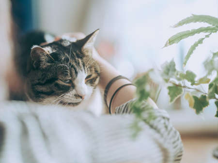 owner touching a cat near window