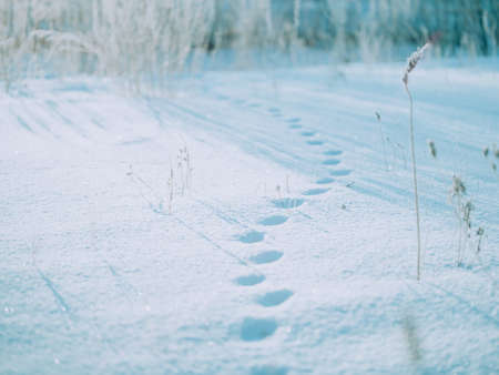 Footprints left in the snow fieldの写真素材