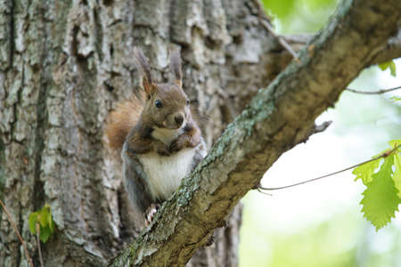 one squirrel on the tree