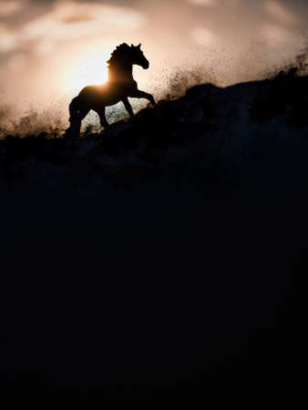 take a picture of a schleich horse figureの写真素材