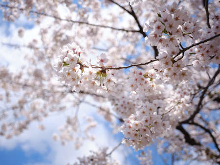 someiyoshino cherry blssoms in spring