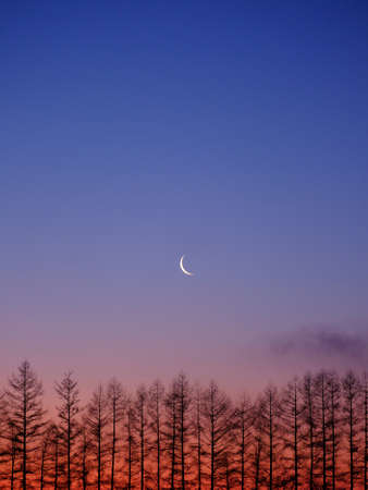 windproof forest and moon in early morningの写真素材