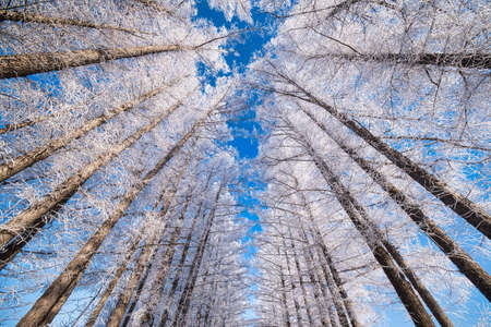 tree lined street in winterの写真素材