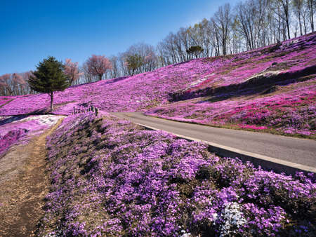 Moss phlox in spring hokkaidoの写真素材