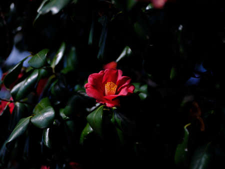 camellia flower in spring japanの写真素材