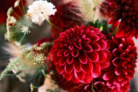 dahlia flower interior in japanの写真素材