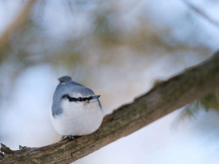 Nuthatch on tree in winter