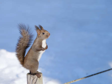 one squirrel in winter hokkaidoの写真素材