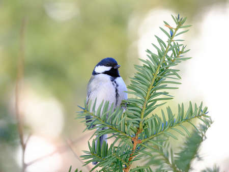 great tit in winter hokkaidoの写真素材