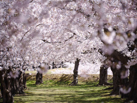 someiyoshino cherry blossoms in japanの写真素材