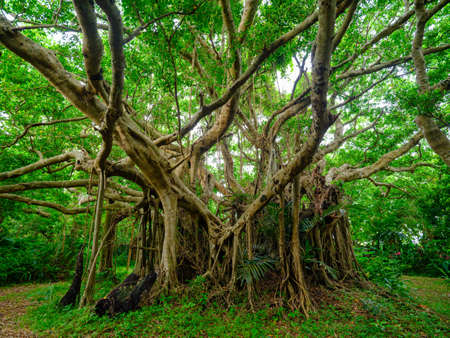 Banyan tree on Ishigaki Island