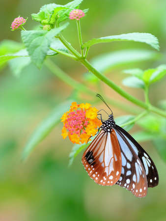 Danaus genutia with yellow flower