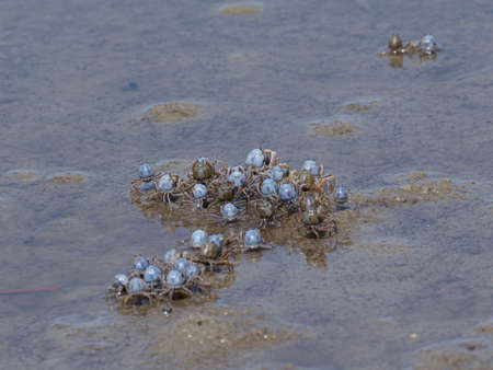Soldier crab in iriomote island