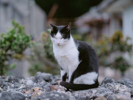 stray cat on taketomi islandの写真素材