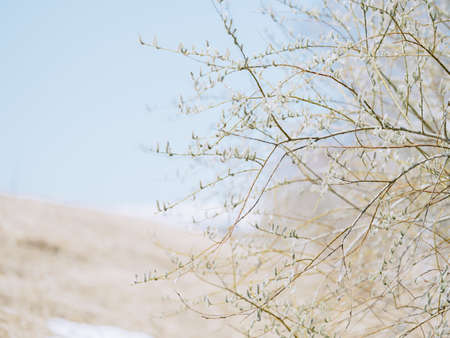 pussy willow in spring hokkaido