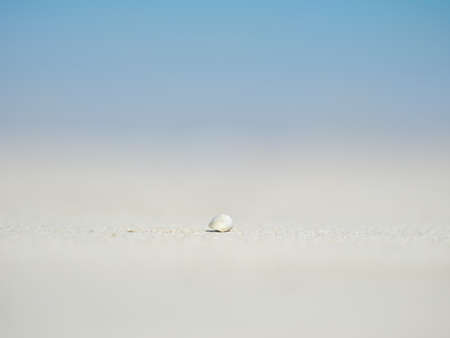 Hermit crab and white sand beachの写真素材