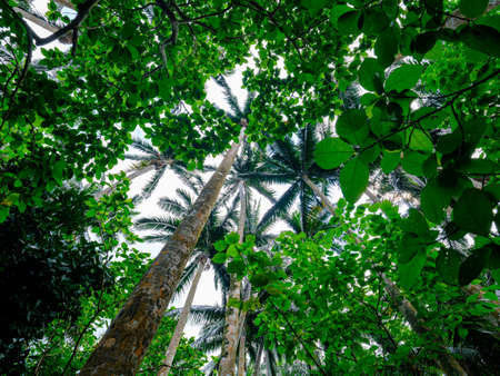 yaeyama palm on ishigaki islandの写真素材
