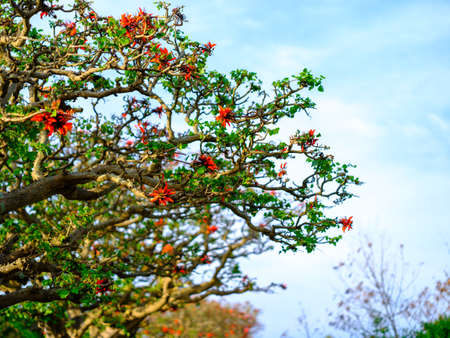indian coral tree on taketomi islandの写真素材