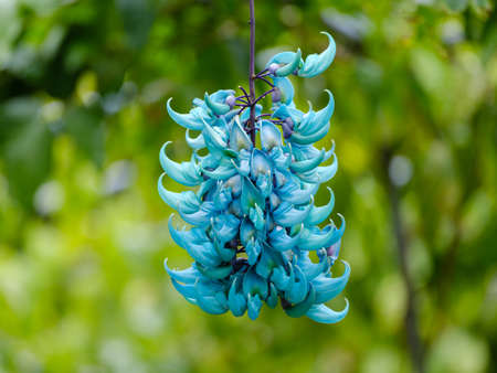 Jade vine on ishigaki islandの写真素材
