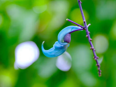 Jade vine on ishigaki islandの写真素材