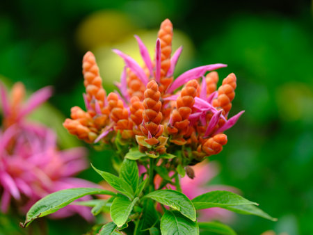 Aphelandra sinclairiana on ishigaki islandの写真素材
