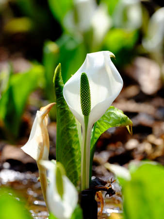skunk cabbage in spring hokkaidoの写真素材