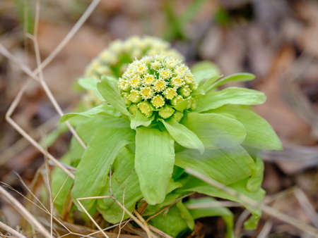 Butterbur sprout in spring hokkaido