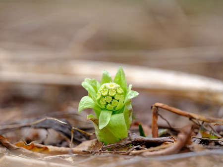 Butterbur sprout in spring hokkaido