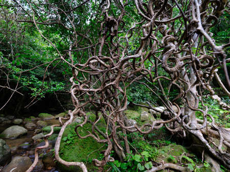 sea beans tree on iriomote island