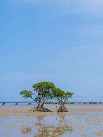 Loop-root mangrove in iriomote islandの写真素材