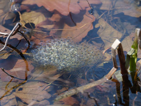 frog egg in spring pondの写真素材