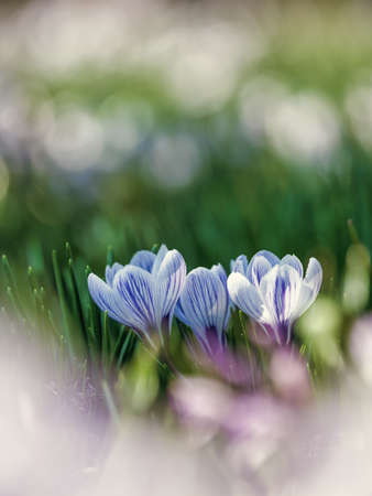 Crocus flower on spring garden