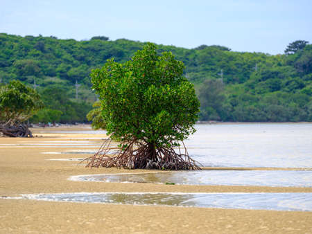 Loop-root mangrove in iriomote islandの写真素材