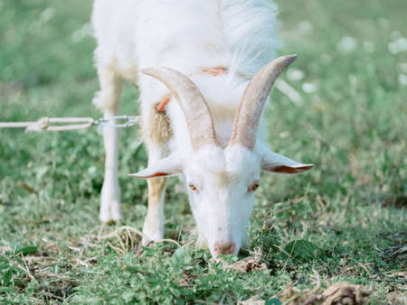 goat in iriomote islamd okinawa