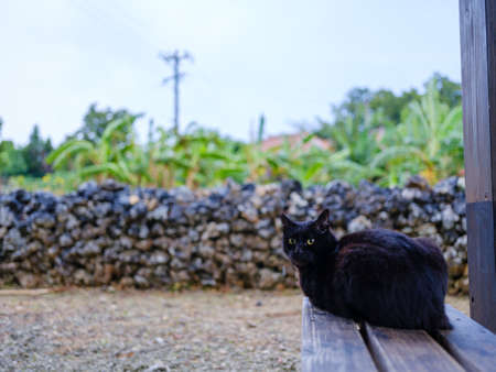 stray cat on taketomi islandの写真素材