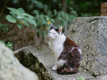 stray cat on taketomi islandの写真素材